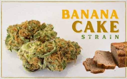 Banana Cake strain information